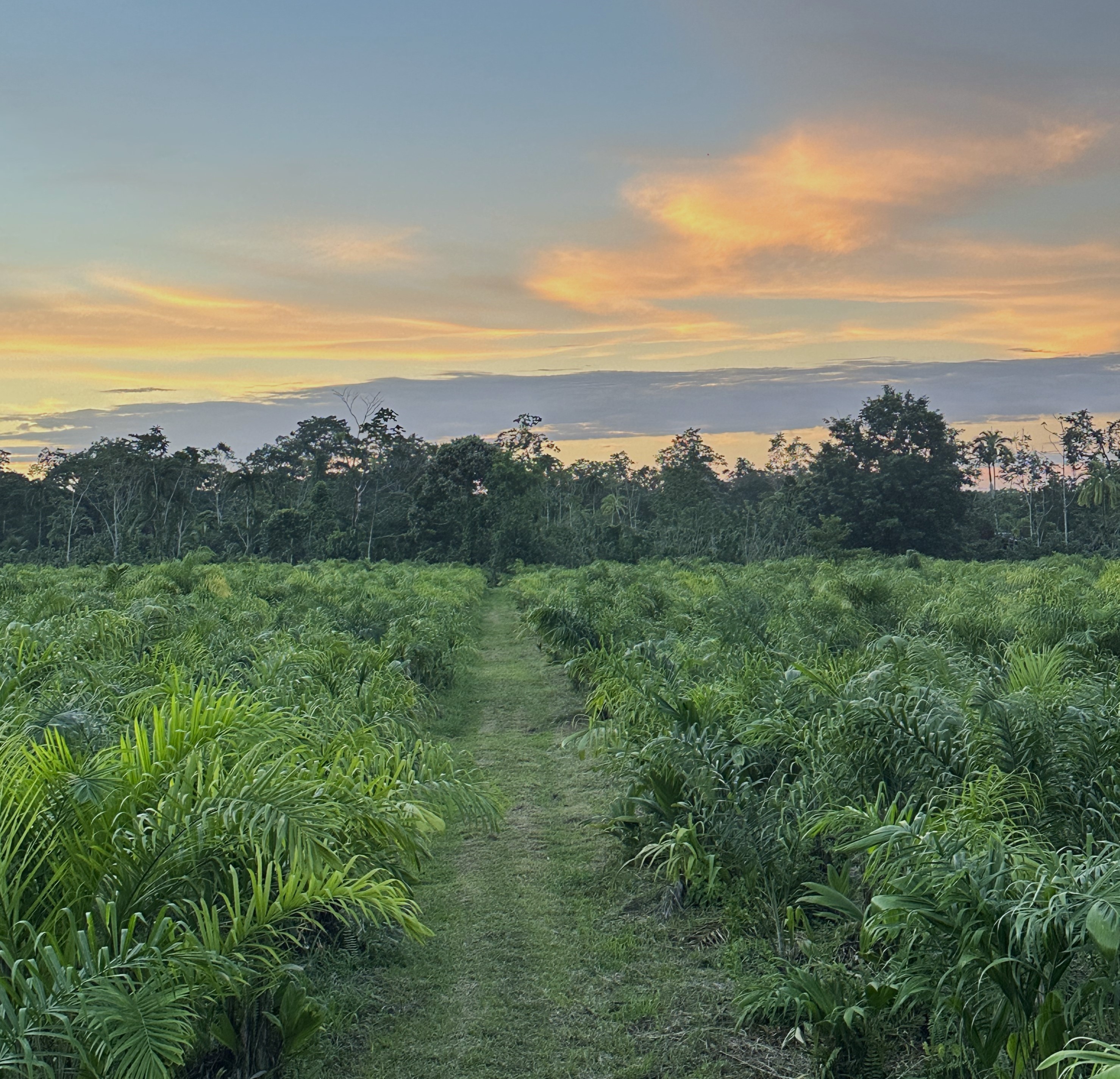 Plantaciones Río Chiquito
